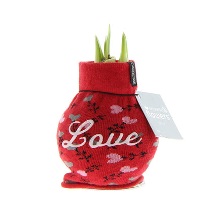 No Water Flowers® (wax amaryllis) | Fashionz Love - Red + Red flower - Pflanzfix24