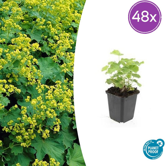 48x Alchemilla mollis - Pflanzfix24