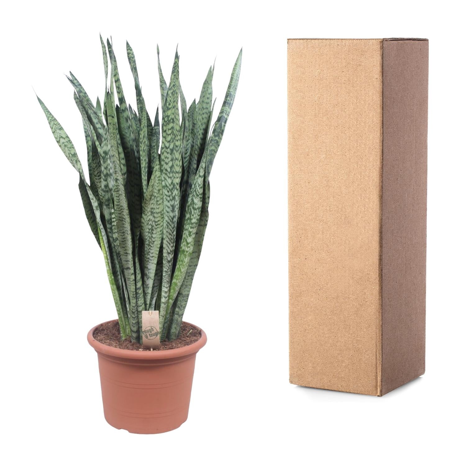 Sansevieria Zeylenica 110cm – Bogenhanf im Topf Ø35 – Pflanzfix24.de - Pflanzfix24.de