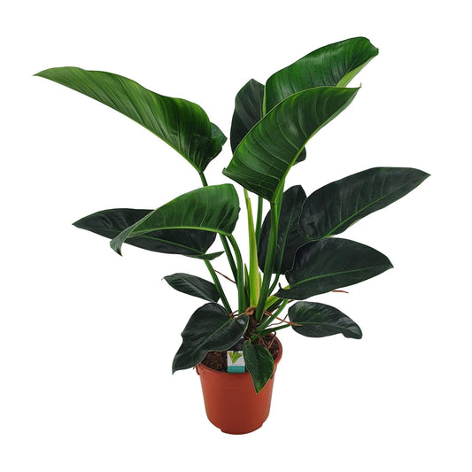 Philodendron Congo Millions - Ø27cm - ↕100cm - Pflanzfix24