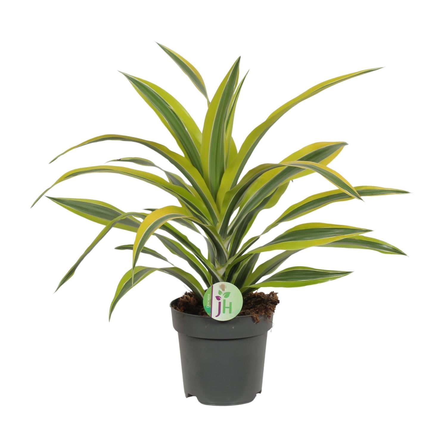 Dracaena Fragrans Lemon Lime - Ø17cm - ↕40cm von Pflanzfix24.de - Pflanzfix24.de