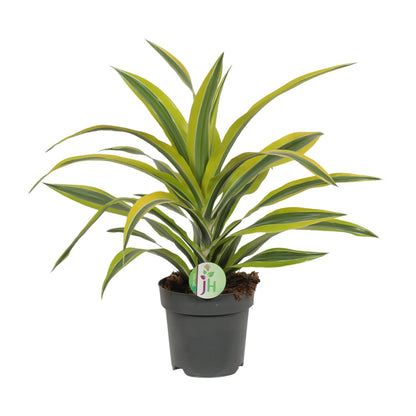 Dracaena Fragrans Lemon Lime - Ø17cm - ↕40cm von Pflanzfix24.de - Pflanzfix24.de