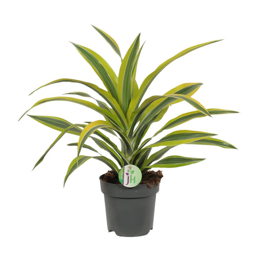 Dracaena Fragrans Lemon Lime - Ø17cm - ↕40cm von Pflanzfix24.de - Pflanzfix24.de