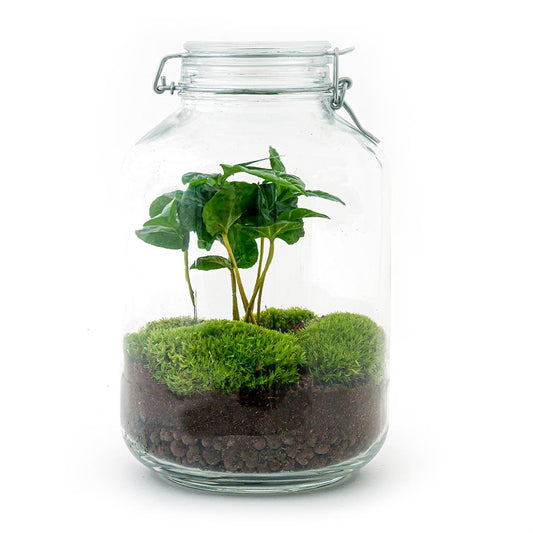 Flaschengarten - Coffea Arabica - ↕ 28 cm - Normal Jar - Pflanzfix24.de - Pflanzfix24.de