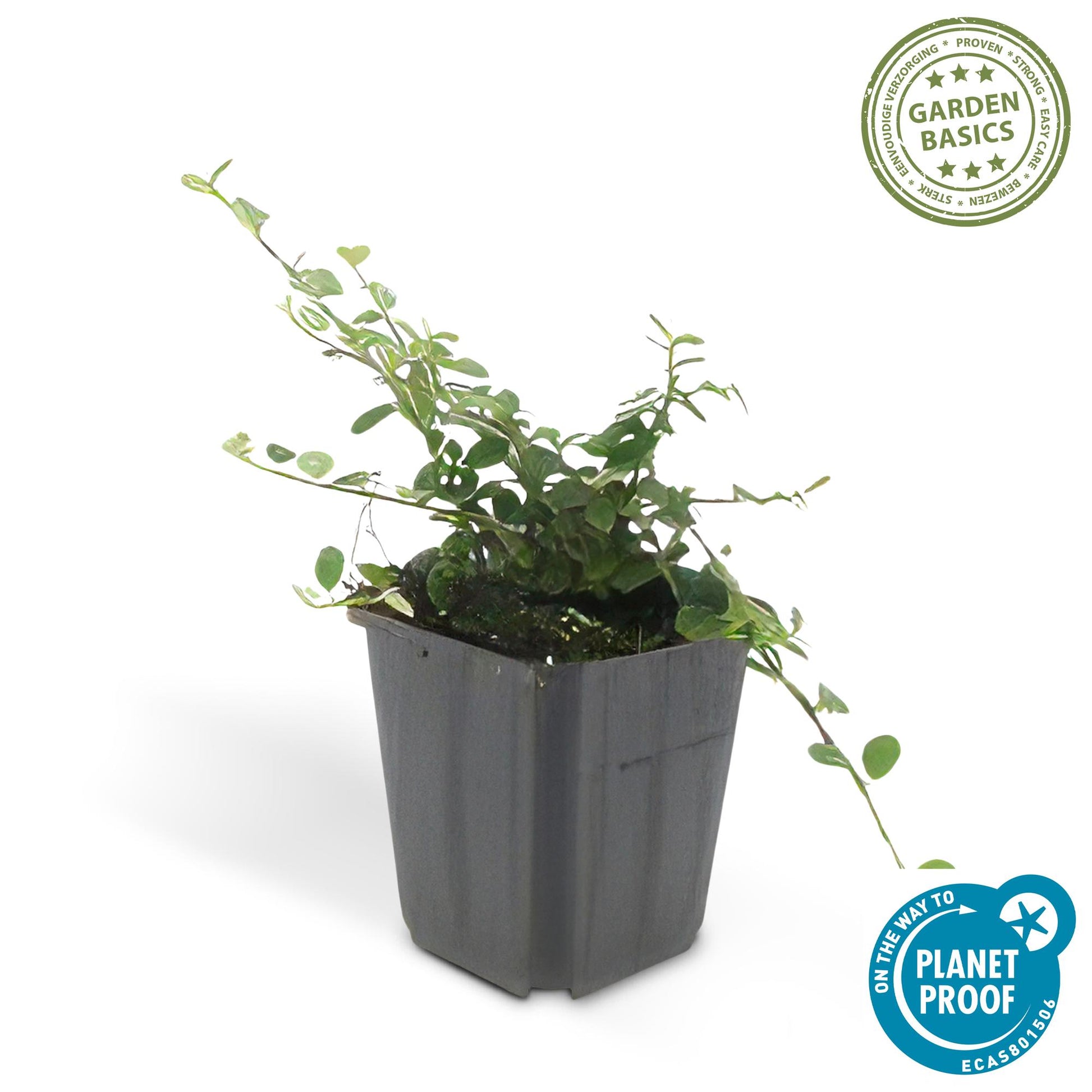 20x Cotoneaster prostratus 'Queen of Carpets' Bodendecker | Pflanzfix24.de - Pflanzfix24.de