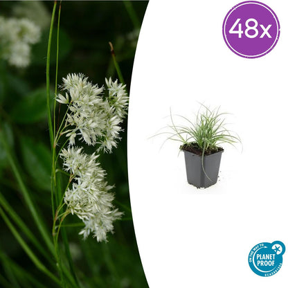 48x Luzula nivea - ↕10-25cm - Ø9cm - Pflanzfix24
