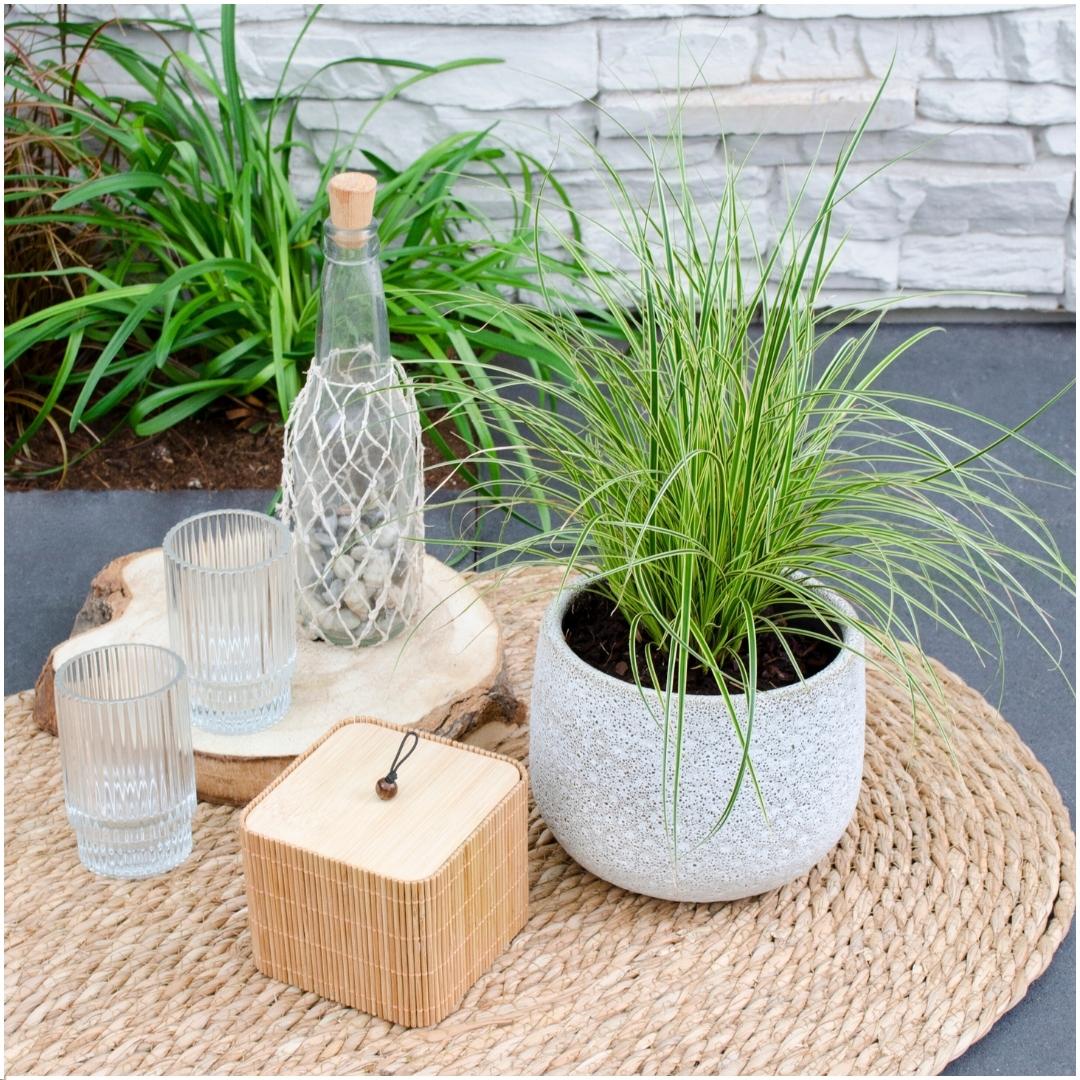 3 x Carex brunnea Variegata - Ø 14 cm - ↨ 25 cm - Pflanzfix24