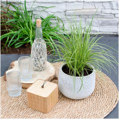 3 x Carex brunnea Variegata - Ø 14 cm - ↨ 25 cm - Pflanzfix24