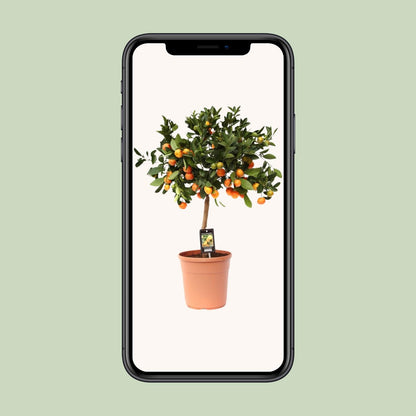 Citrus Calamondin - Ø22cm - ↕80cm - Pflanzfix24.de - Pflanzfix24.de
