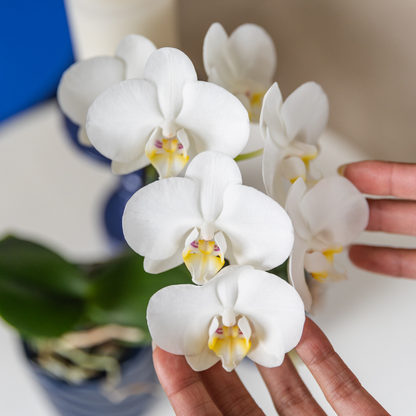 Kolibri Orchideen | Phalaenopsis Amabilis „Spider“ Weiß Ø9cm – Blühende Zimmerpflanze | Pflanzfix24.de - Pflanzfix24.de