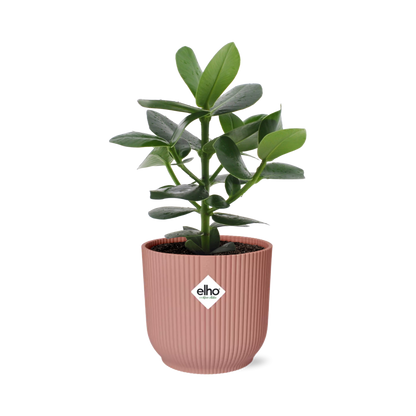 Clusia Princess in ELHO Vibes Fold 14cm roze - Pflanzfix24