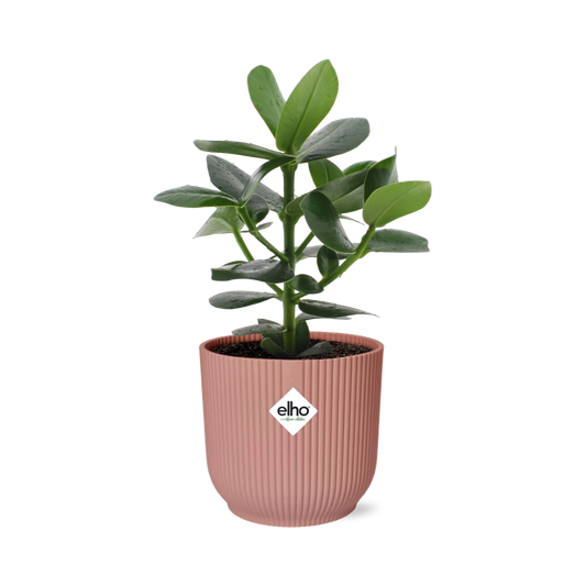 Clusia Princess in ELHO Vibes Fold 14cm roze - Pflanzfix24