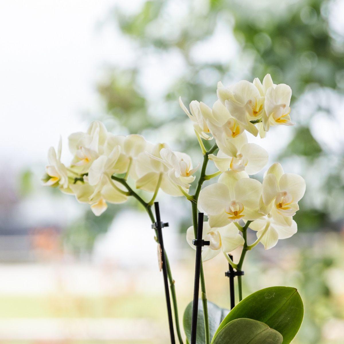 Ostern Geschenkset Kolibri Orchids | Pflanzfix24