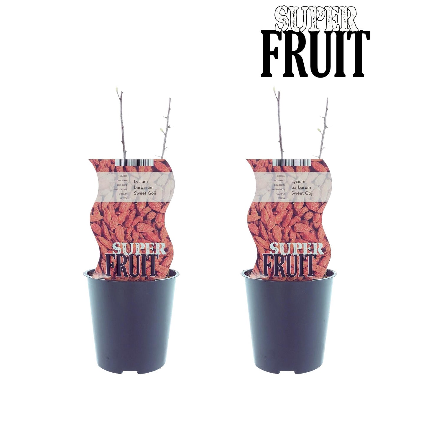 Lycium Sweet Goji (Goji-Beeren) - 2er Set - Pflanzfix24