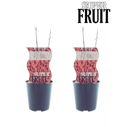 Lycium Sweet Goji (Goji-Beeren) - 2er Set - Pflanzfix24