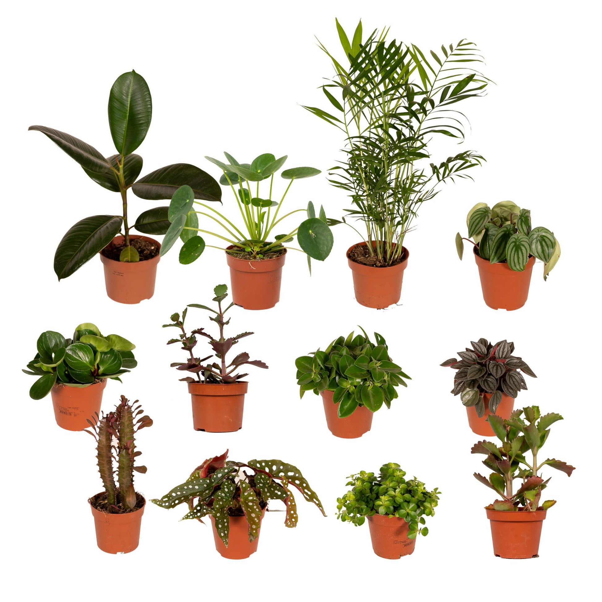 Außenseiterbox - Ø12cm - 12x bei Pflanzfix24.de - Pflanzfix24.de