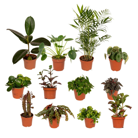 Außenseiterbox - Ø12cm - 12x bei Pflanzfix24.de - Pflanzfix24.de