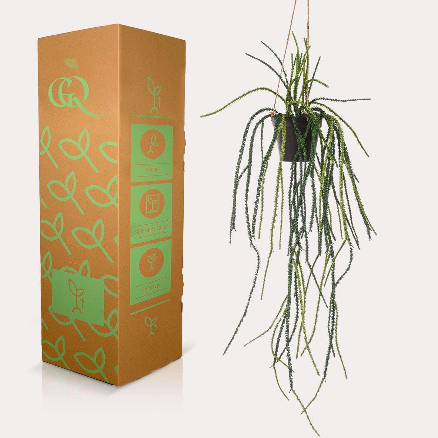 Kunstpflanze Rhipsalis Korallenkaktus 85 cm – Hängende Kaktee | Pflanzfix24.de - Pflanzfix24.de