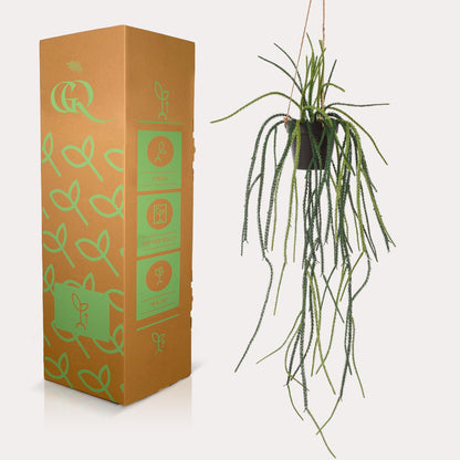 Kunstpflanze Rhipsalis Korallenkaktus 85 cm – Hängende Kaktee | Pflanzfix24.de - Pflanzfix24.de