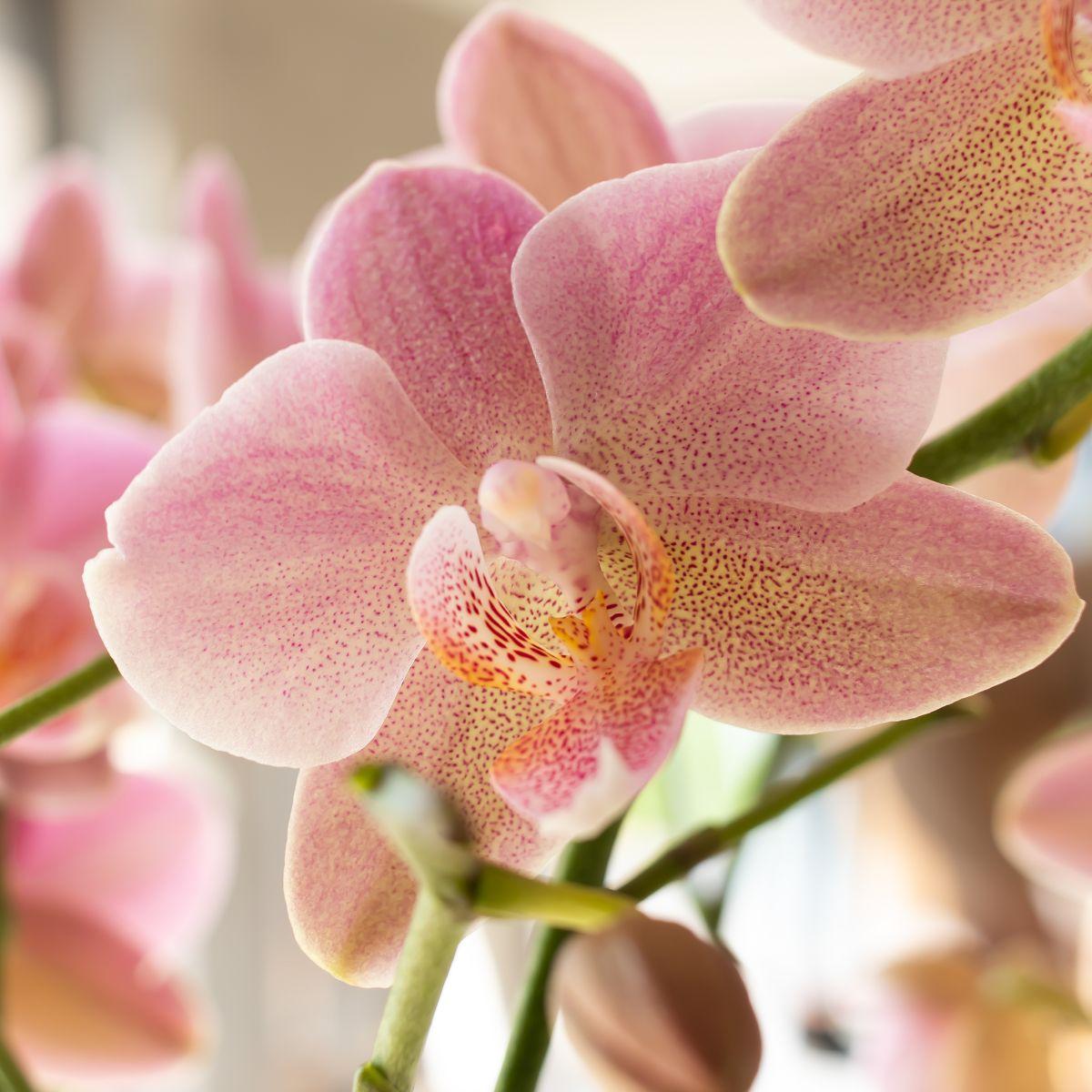 Phalaenopsis Orchidee Jewel Treviso Altrosa Ø12cm – 4 Zweige | Pflanzfix24.de - Pflanzfix24.de