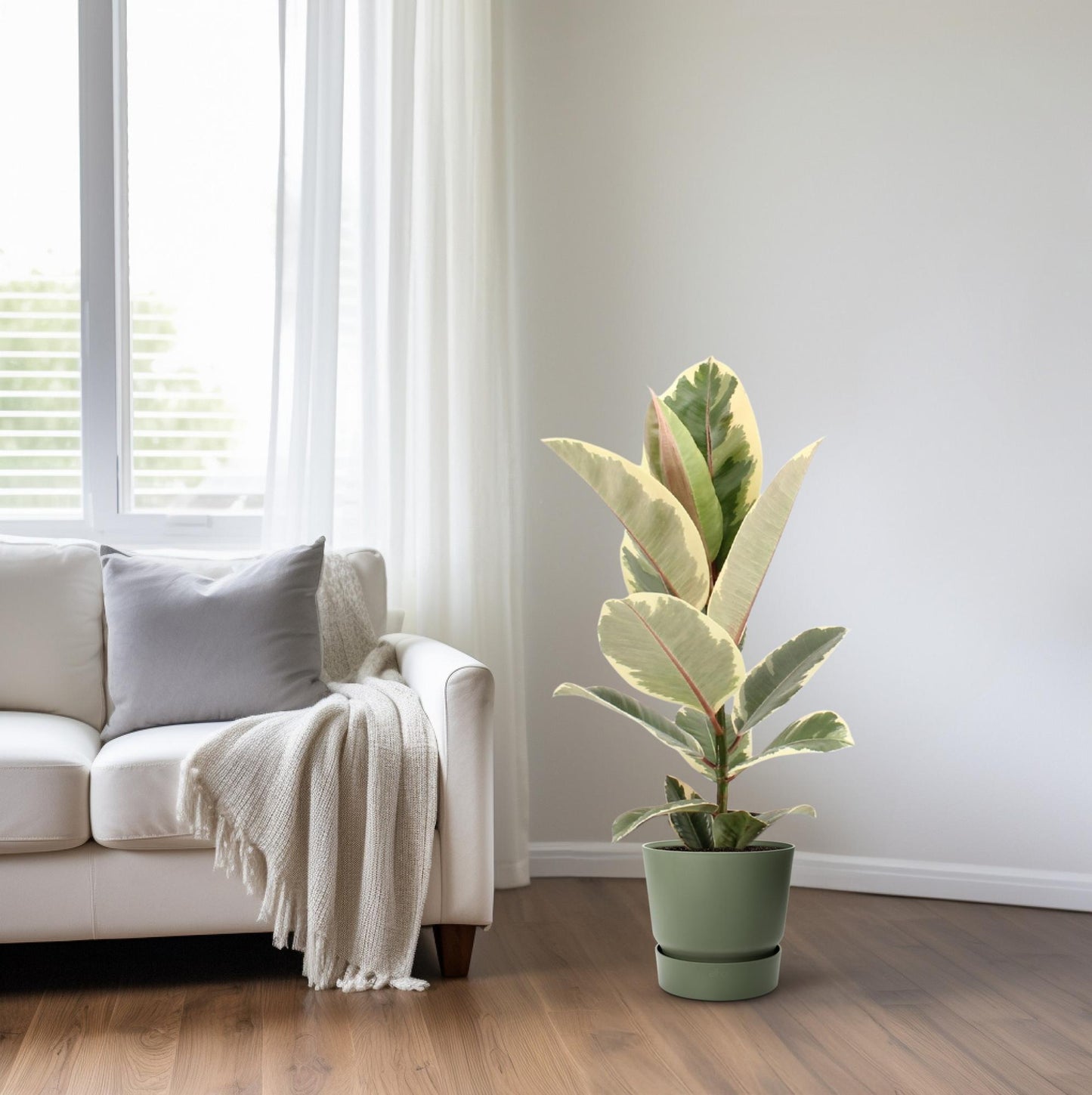 Ficus Elastica Tineke - Ø17cm - ↕55cm - Pflanzfix24