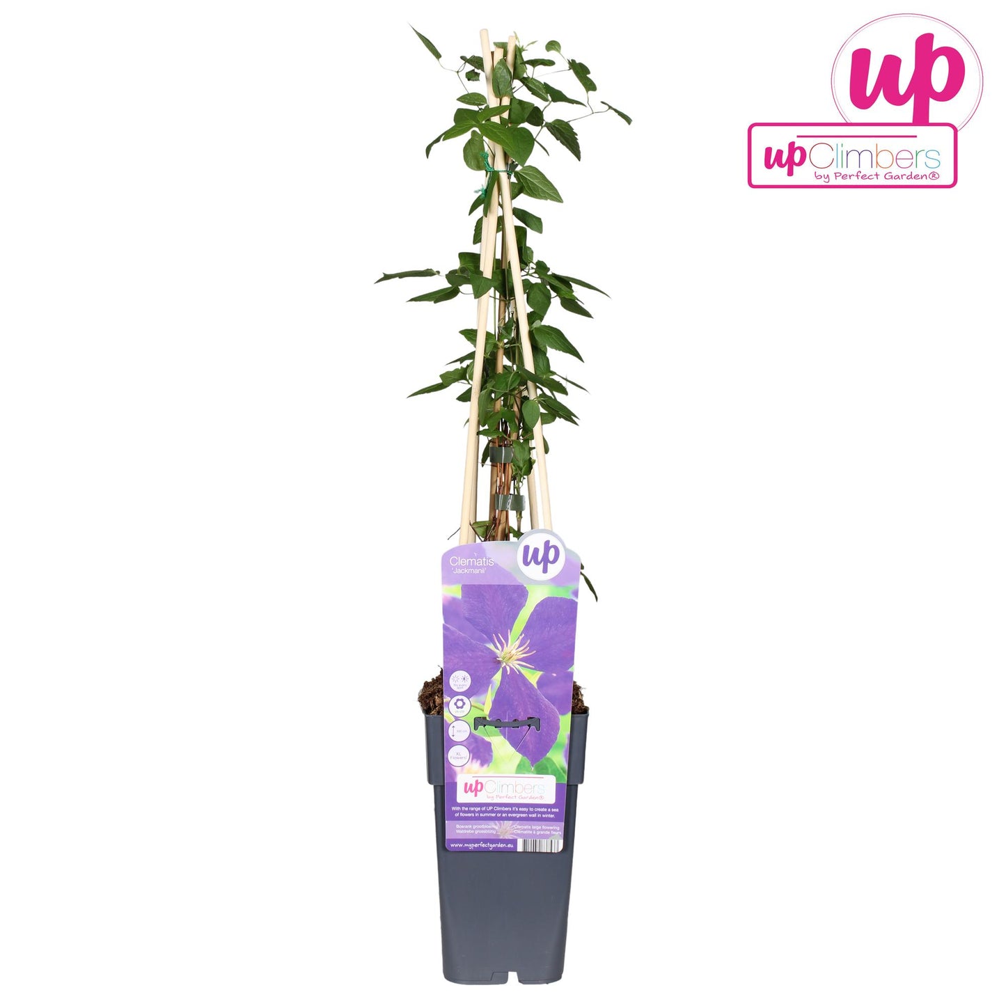 Clematis Jackmanii Pflanze - Pflanzfix24