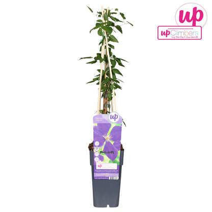 Clematis Jackmanii Pflanze - Pflanzfix24