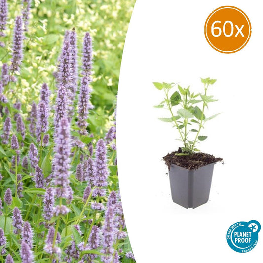 60x Agastache 'Blue Fortune' - Pflanzfix24.de - Pflanzfix24.de