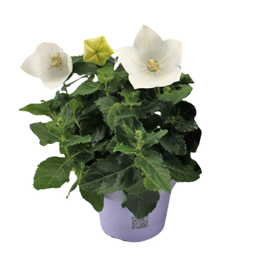 Platycodon White 12cm Ballonblume – pflanzfix24