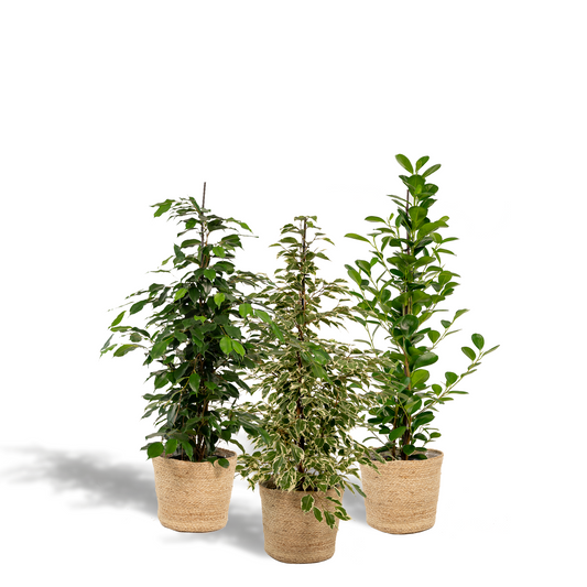 Ficus Zimmerpflanzen-Set - Ø21cm - ↕95cm + Korb Selin - Pflanzfix24