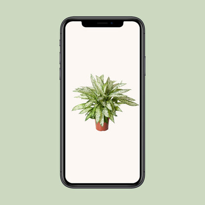 Dieffenbachia Vesuvius - Ø27cm - ↕80cm - Pflanzfix24.de - Pflanzfix24.de