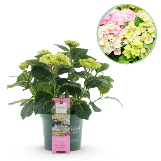 Hortensie - Hydrangea Magical Jewel Pink - Rosa - 6-10 Blumen - Topf 23cm Höhe 55cm - Pflanzfix24.de - Pflanzfix24.de