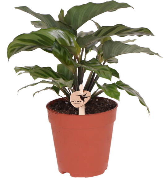 Calathea Ø9 cm – Pflanzfix24.de - Pflanzfix24.de
