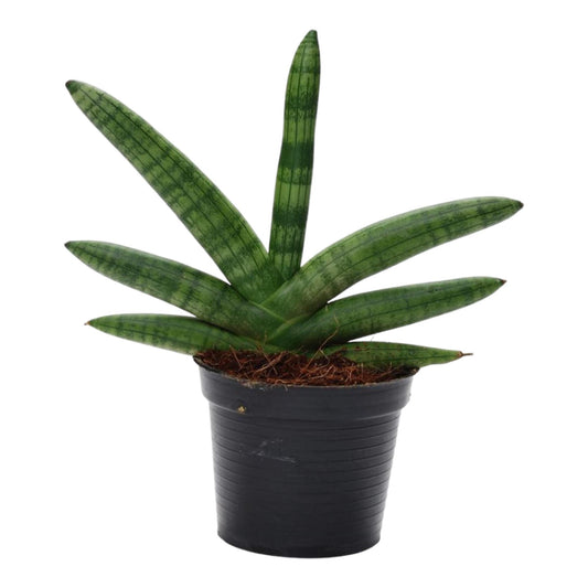 Sansevieria Skyline Ø10,5cm 25cm | Pflanzfix24.de - Pflanzfix24.de
