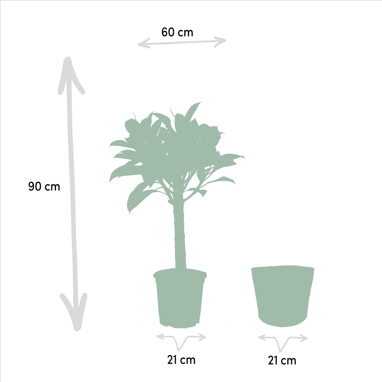 Ficus elastica Melany Stiel + Körbchen Selin - ↨90cm - Ø21cm bei Pflanzfix24