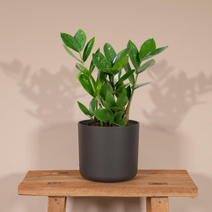 Zamiokulas 75 cm im 17 cm Topf – Pflanzfix24.de - Pflanzfix24.de