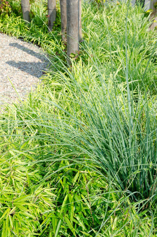 2x Fargesia rufa - ↨60cm - Ø19 - Pflanzfix24