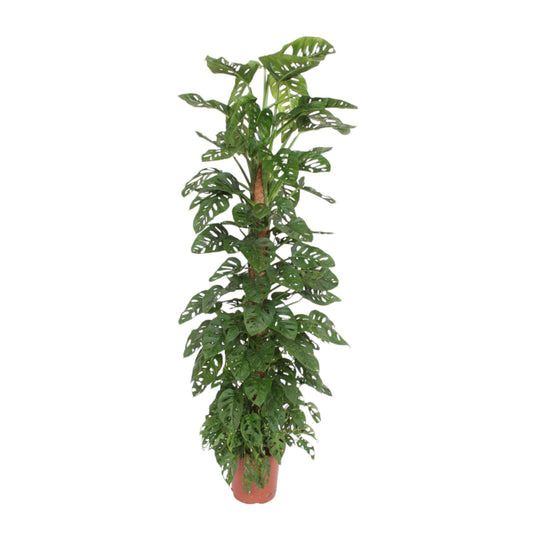 Monstera Monkey Leaf Mosstok 170 cm Ø27 cm | Pflanzfix24.de - Pflanzfix24.de