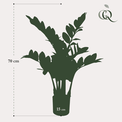 Kunst-Zamioculcas (Zimmerpalme) 70 cm – Pflegeleichte Deko | Pflanzfix24.de - Pflanzfix24.de
