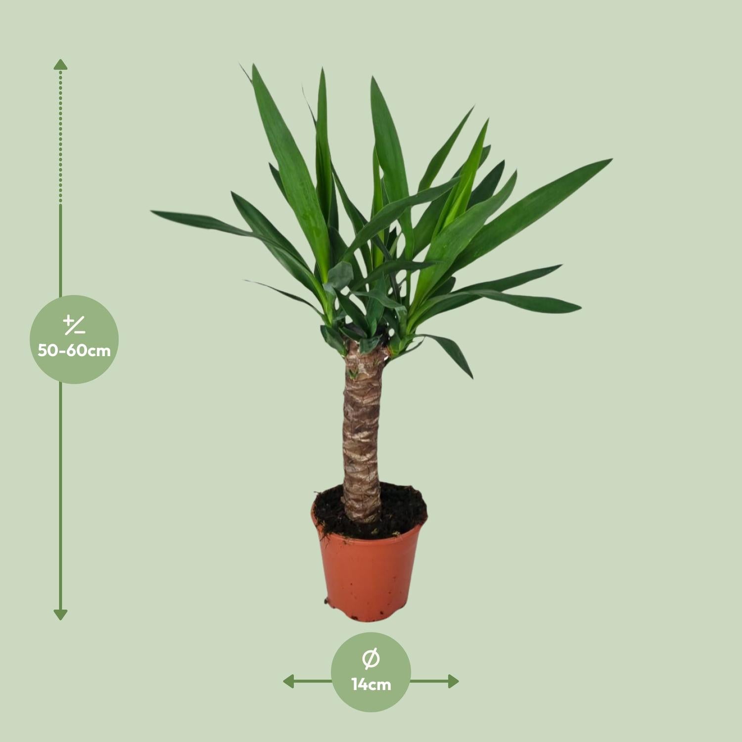 Yucca Pflanze Ø14cm – 60cm hoch | Pflanzfix24.de - Pflanzfix24.de