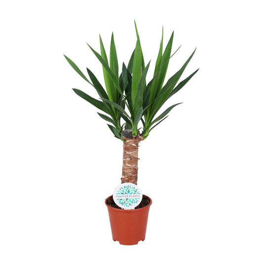 Yucca Elephantipes - Pflanzfix24