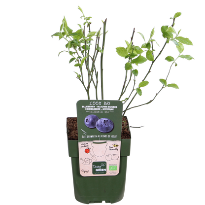 5x - Vaccinium corymbosum 'Reka' - ↨45cm - Ø13 - Pflanzfix24