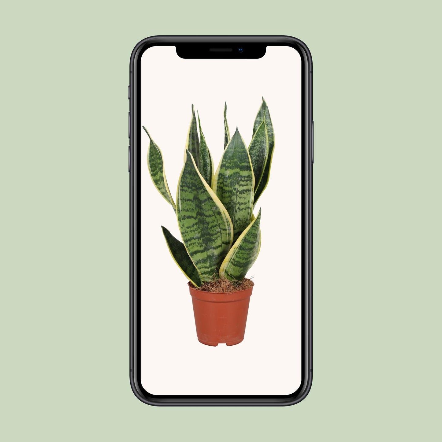 Sansevieria Trifasciata Futura Superba Ø12cm – pflegeleichte Schwiegermutterzunge | Pflanzfix24