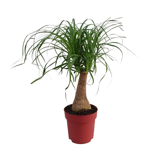 Beaucarnea 'Maya Palm' Stam P19 - Ø19cm - ↕70cm - Pflanzfix24