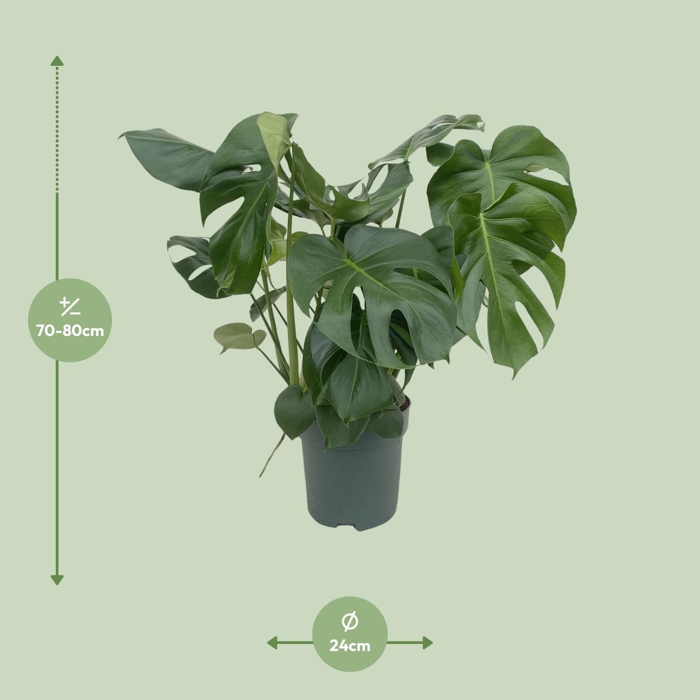 Monstera Deliciosa - Ø24cm - ↕80cm bei Pflanzfix24
