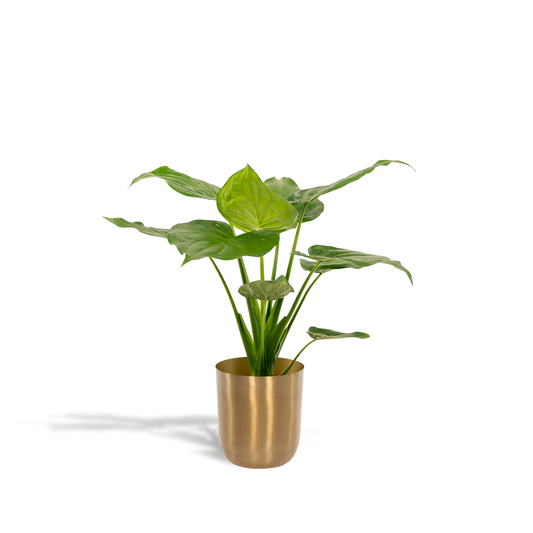 Alocasia Cucullata - Ø19cm - ↕65cm + Topf Mayk Gold - Pflanzfix24