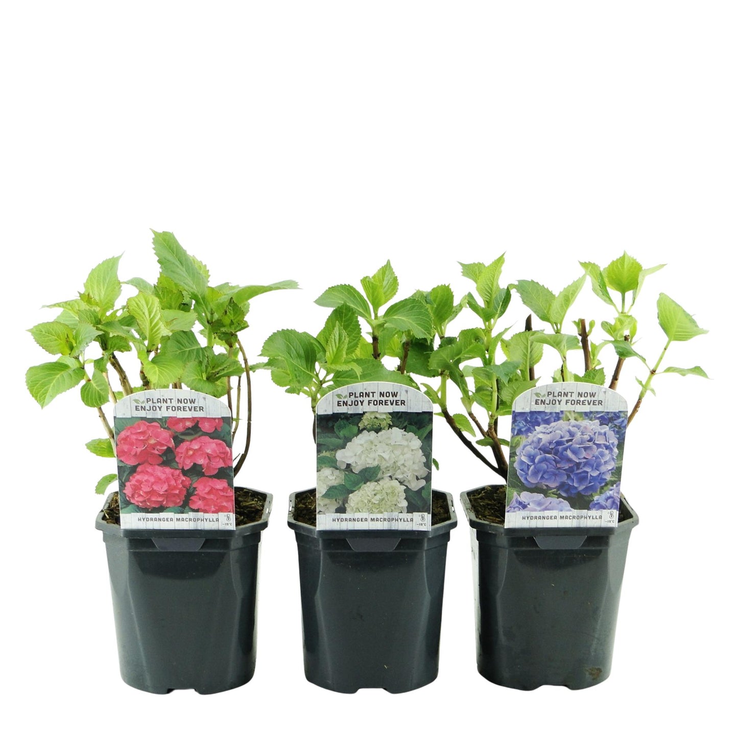 pflanzfix24 - Hortensie - Hydrangea macrophylla Tricolour - Blüte Blau, Rosa und Weiß - 3 Pflanzen - Laubabwerfend - Topf 17cm Höhe 30cm