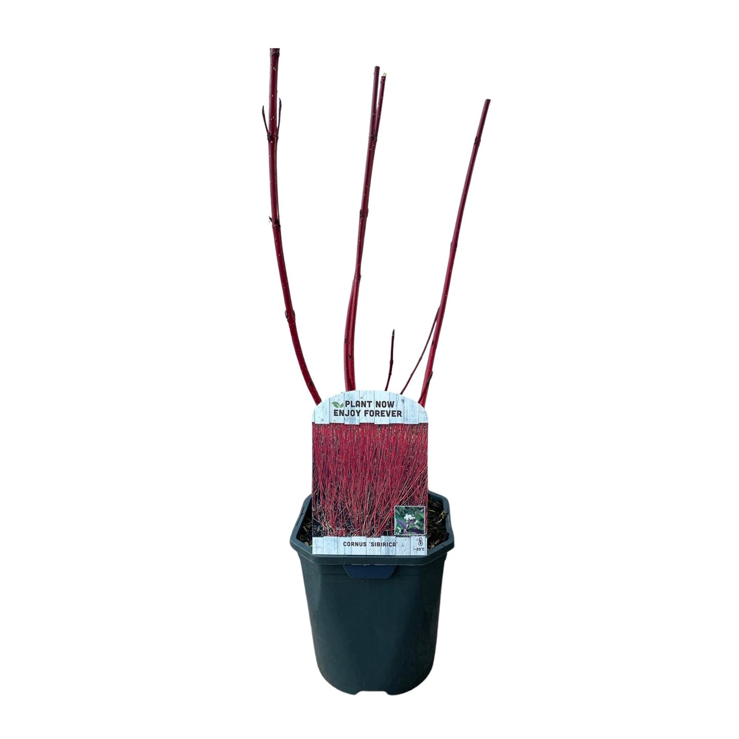 Cornus sibirica - Rote Zweige - 1 Pflanze - Wenig Pflege - Topf 17cm Höhe 45cm - Pflanzfix24.de - Pflanzfix24.de