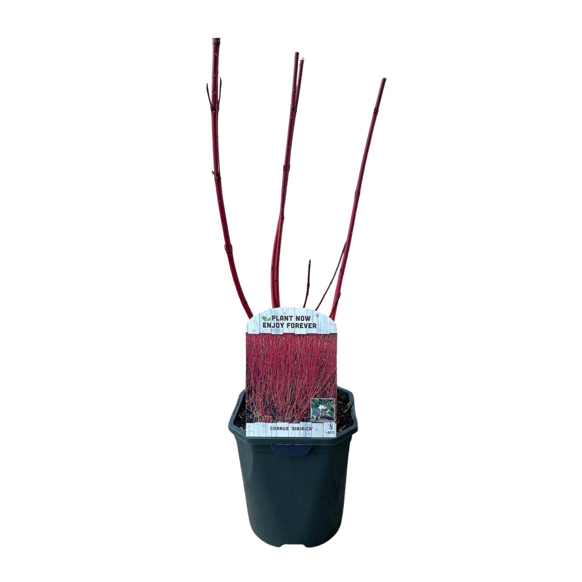 Cornus sibirica - Rote Zweige - 1 Pflanze - Wenig Pflege - Topf 17cm Höhe 45cm - Pflanzfix24.de - Pflanzfix24.de