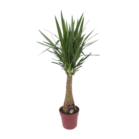 Yucca 'Maya Tree' 60stam P27 - Pflanzfix24
